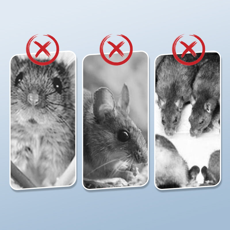 🐀 ACHETEZ 1 - RECEVEZ 1 GRATUIT ! ✨ Piège à Rats Réutilisable - Déclencheur Haute Sensibilité, Sécuritaire pour Enfants/Animaux, Conception Écologique 🏡🔧