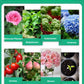 💎 ACHETEZ 1, OBTENEZ 1 GRATUIT ! 💎 Activateur de Croissance Végétale – Pour Toutes Plantes, Racines Saines & Fleurs Éclatantes 🌱🌿