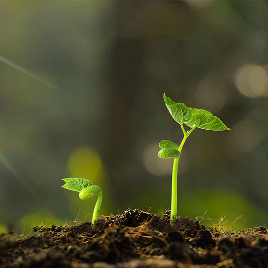 🪴🪴Activateur de sol anti-agglomérant, acide et alcalin🌱,💥💥 offre limitée dans le temps