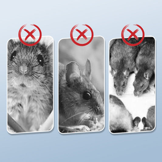 🐀 ACHETEZ 1 - RECEVEZ 1 GRATUIT ! ✨ Piège à Rats Réutilisable - Déclencheur Haute Sensibilité, Sécuritaire pour Enfants/Animaux, Conception Écologique 🏡🔧